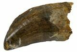 Fossil Tyrannosaur Tooth - Hell Creek Formation, Montana #176374-1